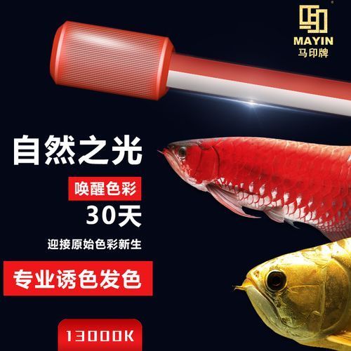 馬印13000K燈的價格是多少,馬印13000k燈價格 龍魚百科 第1張 馬印13000K燈的價格是多少,馬印13000k燈價格 馬印13000K燈的價格是多少,馬印13000k燈價格 龍魚百科 第1張