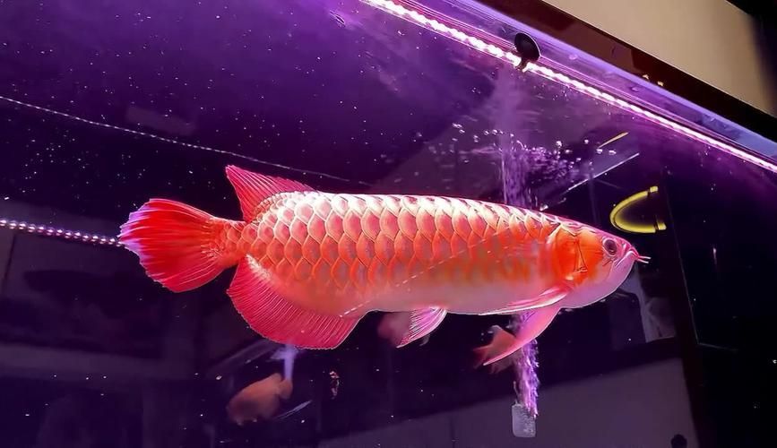 祥龍魚(yú)場(chǎng)的龍魚(yú)品相如何?,泰龐海鰱魚(yú)需要哪些設(shè)備? 龍魚(yú)百科 第1張 祥龍魚(yú)場(chǎng)的龍魚(yú)品相如何?,泰龐海鰱魚(yú)需要哪些設(shè)備? 祥龍魚(yú)場(chǎng)的龍魚(yú)品相如何?,泰龐海鰱魚(yú)需要哪些設(shè)備? 龍魚(yú)百科 第1張