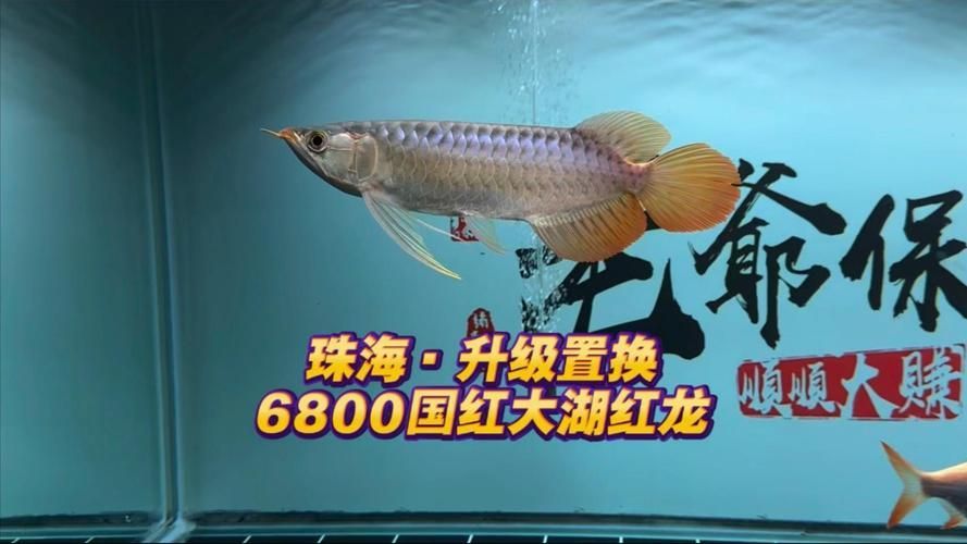 國紅系列紅龍魚的價格是多少，國紅系列紅龍魚價格