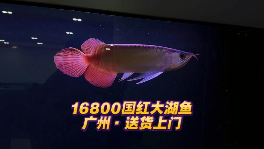 國紅系列紅龍魚的價格是多少，國紅系列紅龍魚價格