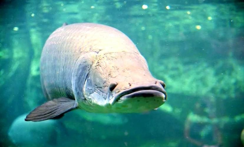 杰西卡恐龍魚，“杰西卡恐龍魚”并非正式學名“杰西卡恐龍魚”并非正式學名 杰西卡恐龍魚，“杰西卡恐龍魚”并非正式學名“杰西卡恐龍魚”并非正式學名 龍魚百科 第4張