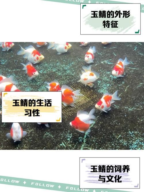如何鑒別大日玉鯖的真?zhèn)危浚按笕沼聃洝辫b別真?zhèn)舞b別真?zhèn)舞b別方法
