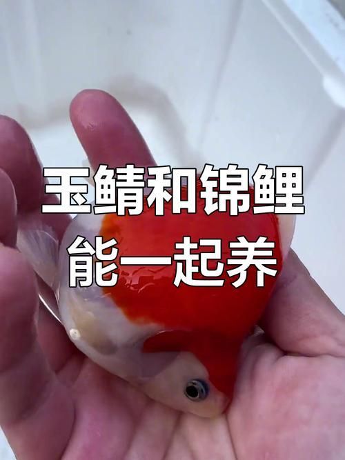 如何鑒別大日玉鯖的真?zhèn)危浚按笕沼聃洝辫b別真?zhèn)舞b別真?zhèn)舞b別方法