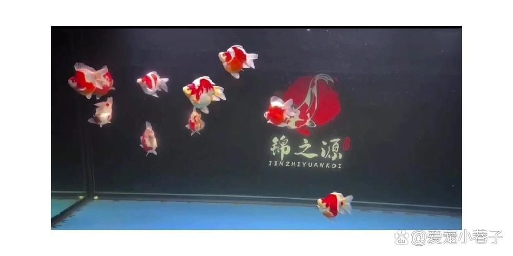 如何鑒別大日玉鯖的真?zhèn)危浚按笕沼聃洝辫b別真?zhèn)舞b別真?zhèn)舞b別方法