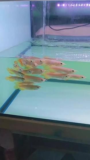 能否提供10厘米小紅龍魚魚苗的圖片，小紅龍魚的養殖與護理