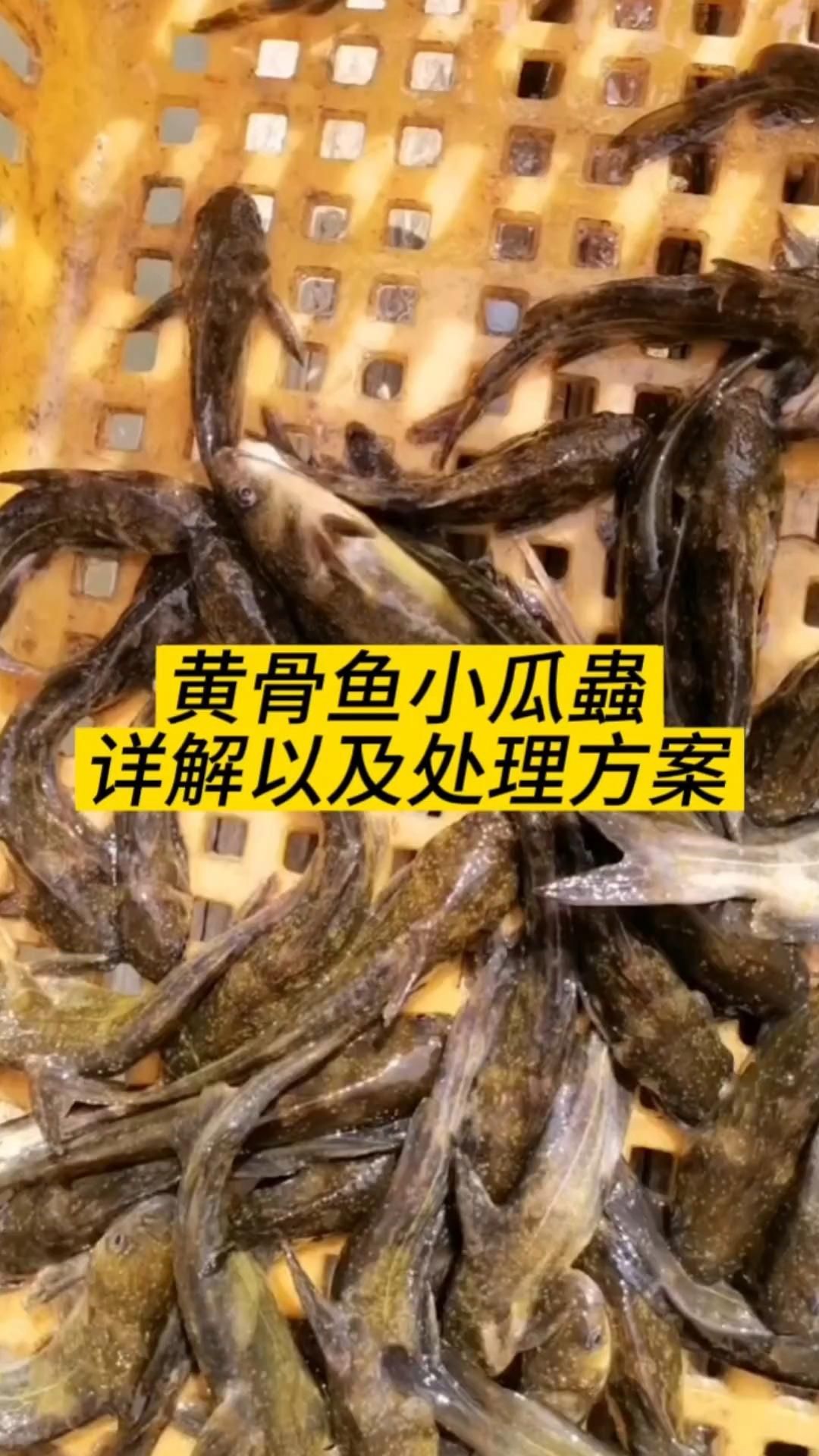 哪些寄生蟲對魚類危害最大，中科貝隆魚病防治科普系列全民小視頻探討魚類養殖業