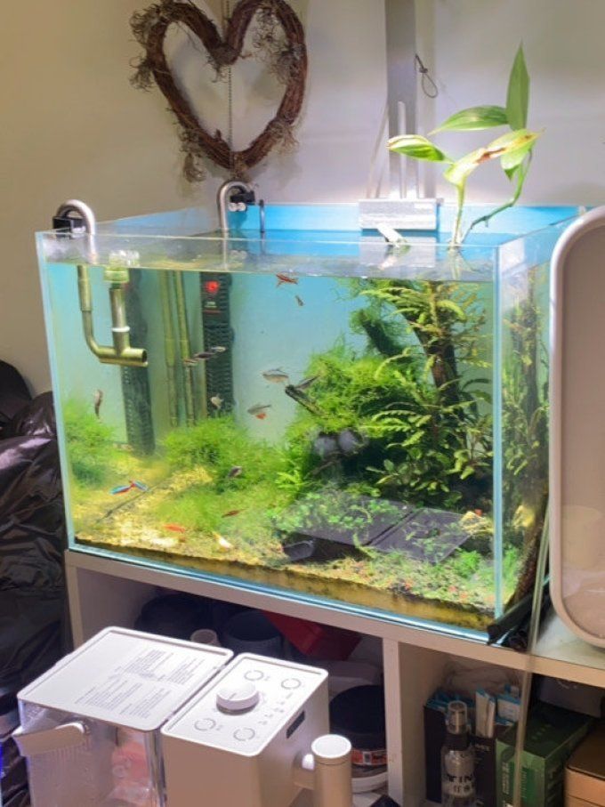 伊罕魚缸有哪些型號可選？，伊罕魚缸+雙光譜（eheimpowerled+246l)246l)） 伊罕魚缸有哪些型號可選？，伊罕魚缸+雙光譜（eheimpowerled+246l)246l)） 龍魚百科 第7張