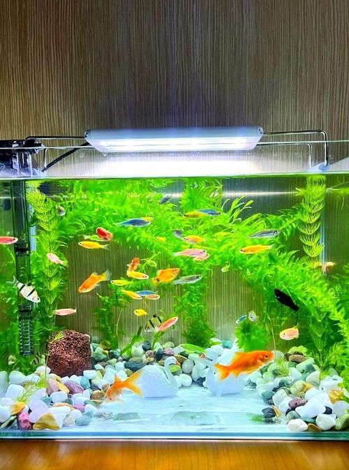 給我一些家庭水族箱布置的圖片，家庭水族箱布置圖片 給我一些家庭水族箱布置的圖片，家庭水族箱布置圖片 龍魚(yú)百科 第1張