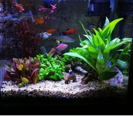 給我一些家庭水族箱布置的圖片，家庭水族箱布置圖片 給我一些家庭水族箱布置的圖片，家庭水族箱布置圖片 龍魚(yú)百科 第8張