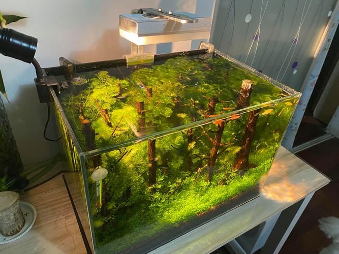 給我一些家庭水族箱布置的圖片，家庭水族箱布置圖片 給我一些家庭水族箱布置的圖片，家庭水族箱布置圖片 龍魚(yú)百科 第9張