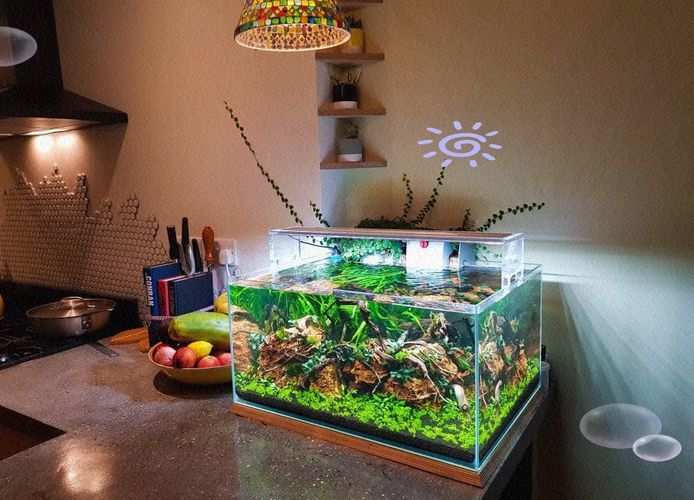 給我一些家庭水族箱布置的圖片，家庭水族箱布置圖片 給我一些家庭水族箱布置的圖片，家庭水族箱布置圖片 龍魚(yú)百科 第11張