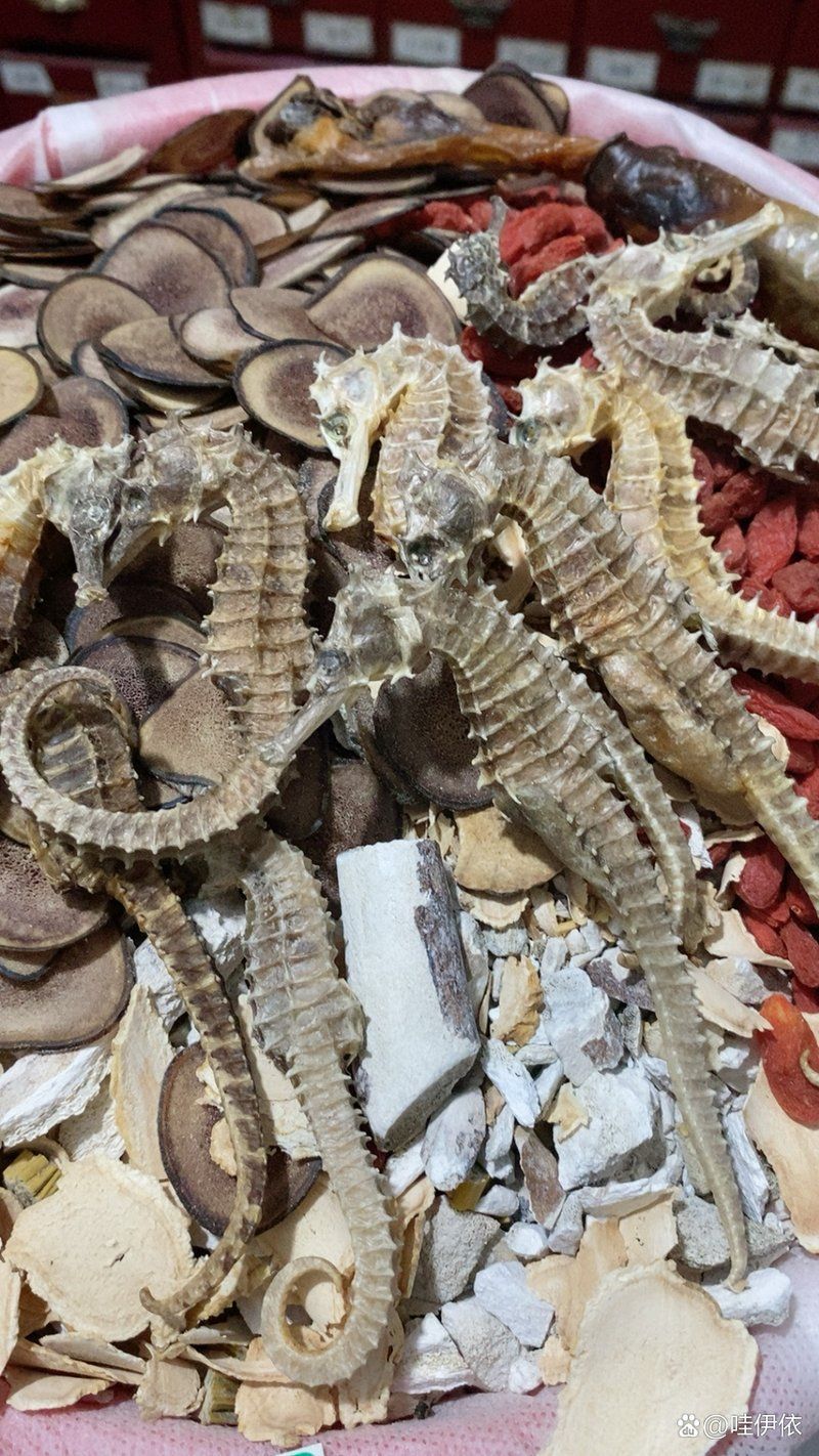 海龍和海馬的藥用價值有何不同，海馬和海龍的區別 海龍和海馬的藥用價值有何不同，海馬和海龍的區別 龍魚百科 第2張