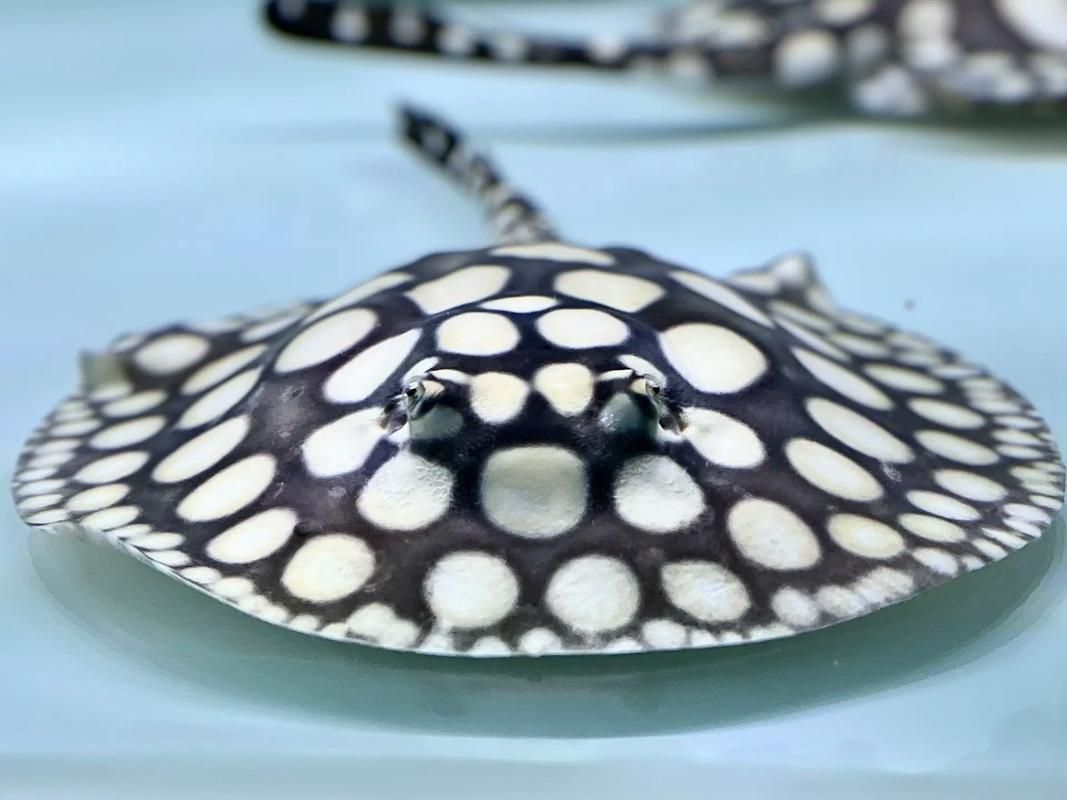 如何判斷皇冠黑白魟魚的年齡？，pteromylaeusnarinari[需手動填充]皇冠黑白魟魚 如何判斷皇冠黑白魟魚的年齡？，pteromylaeusnarinari[需手動填充]皇冠黑白魟魚 龍魚百科 第4張