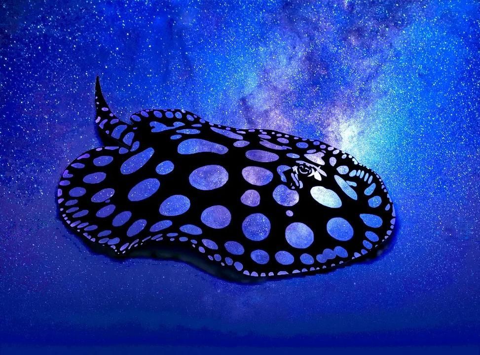 如何判斷皇冠黑白魟魚的年齡？，pteromylaeusnarinari[需手動填充]皇冠黑白魟魚 如何判斷皇冠黑白魟魚的年齡？，pteromylaeusnarinari[需手動填充]皇冠黑白魟魚 龍魚百科 第1張