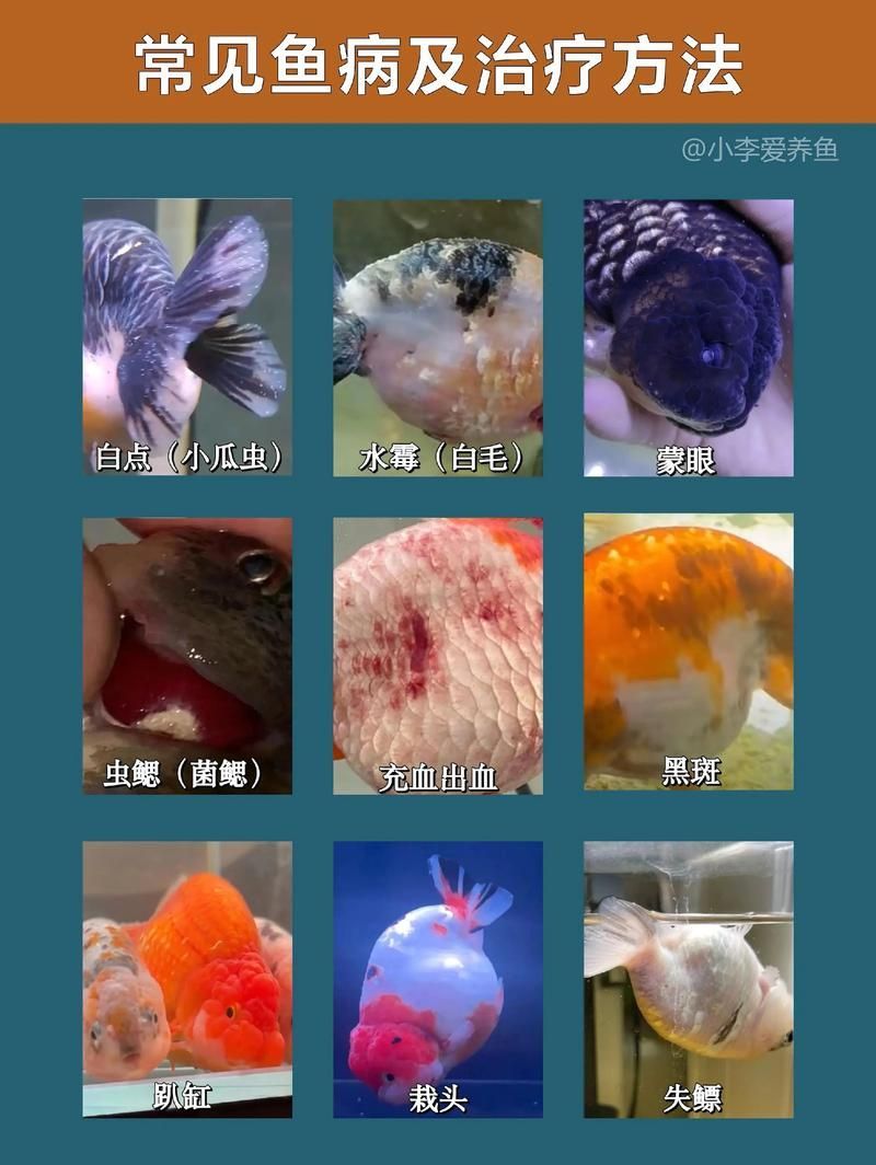 如何判斷三色錦鯉是否健康? 龍魚百科 第10張 如何判斷三色錦鯉是否健康? 如何判斷三色錦鯉是否健康? 龍魚百科 第10張