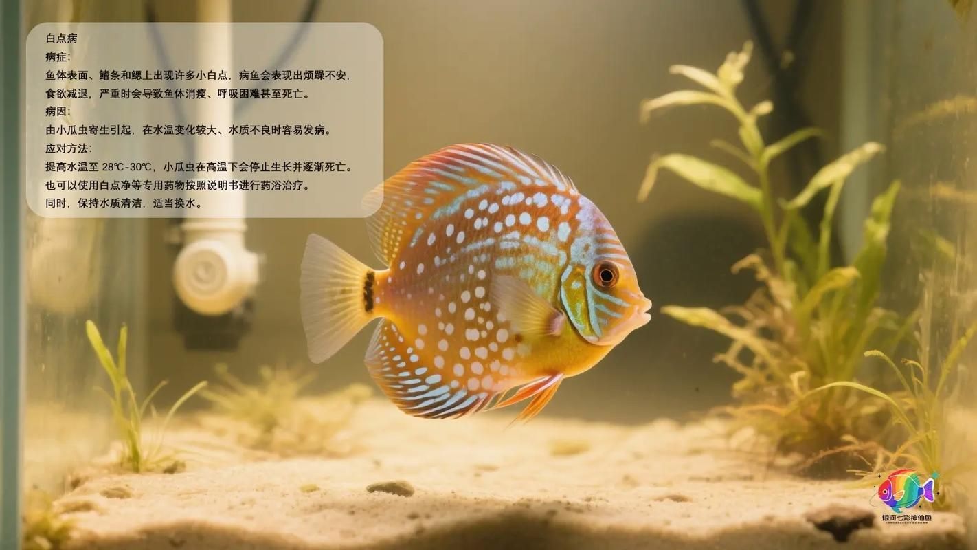 如何預(yù)防魚兒生病，如何科學(xué)預(yù)防魚兒生病 如何預(yù)防魚兒生病，如何科學(xué)預(yù)防魚兒生病 龍魚百科 第14張
