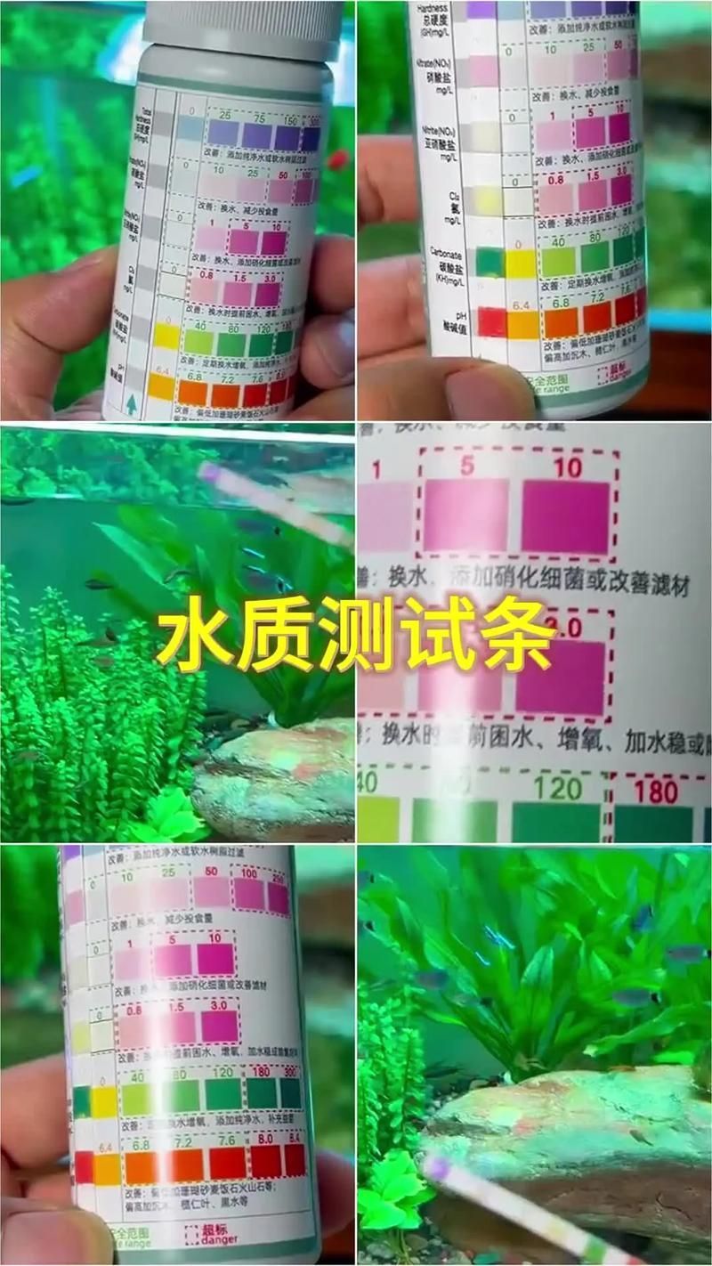 如何預(yù)防魚兒生病，如何科學(xué)預(yù)防魚兒生病 如何預(yù)防魚兒生病，如何科學(xué)預(yù)防魚兒生病 龍魚百科 第5張