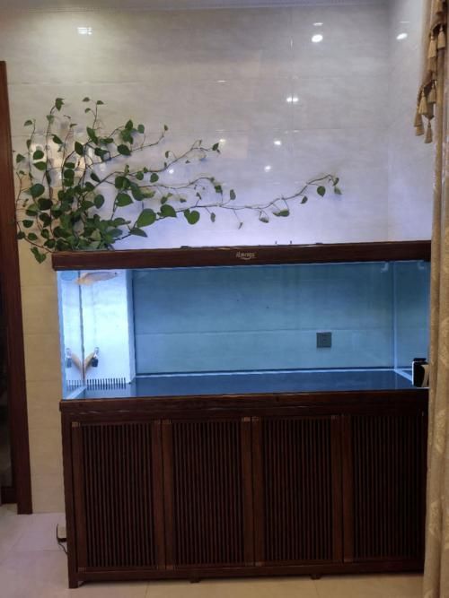 如何選擇適合的高端龍魚缸？，富媒體組件庫召回高端龍魚缸的選購指南