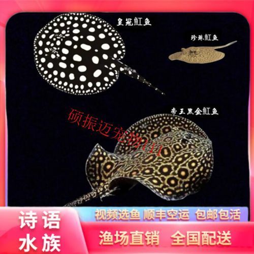 如何辨別純血皇冠黑白魟魚? 龍魚百科 第6張 如何辨別純血皇冠黑白魟魚? 如何辨別純血皇冠黑白魟魚? 龍魚百科 第6張