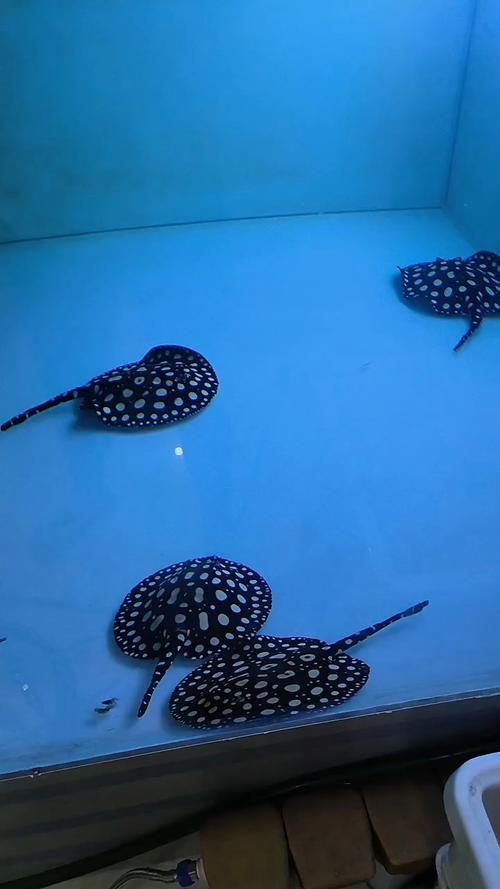 如何辨別純血皇冠黑白魟魚? 龍魚百科 第5張 如何辨別純血皇冠黑白魟魚? 如何辨別純血皇冠黑白魟魚? 龍魚百科 第5張