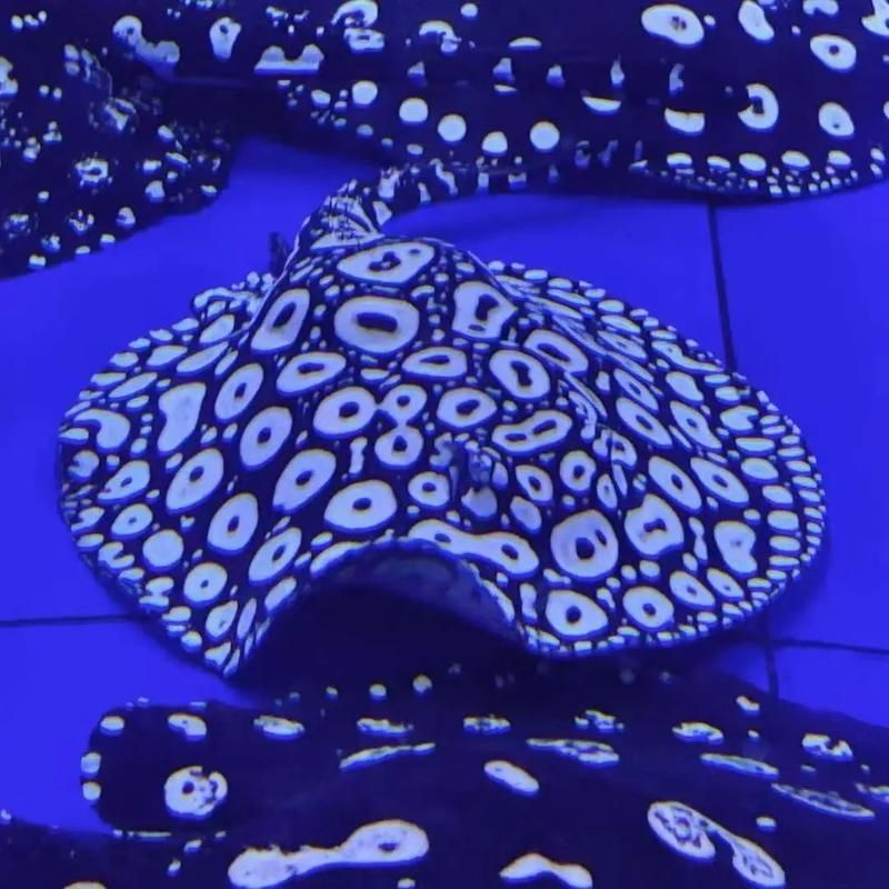 如何辨別純血皇冠黑白魟魚? 龍魚百科 第1張 如何辨別純血皇冠黑白魟魚? 如何辨別純血皇冠黑白魟魚? 龍魚百科 第1張