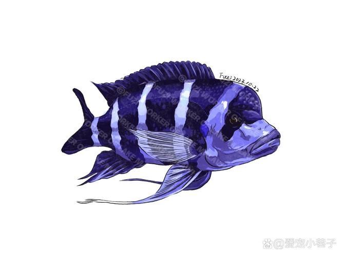 如何辨別真假薩伊藍魚？，如何鑒別薩伊藍魚 如何辨別真假薩伊藍魚？，如何鑒別薩伊藍魚 龍魚百科 第4張