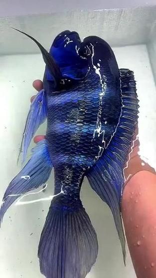 如何辨別真假薩伊藍魚？，如何鑒別薩伊藍魚 如何辨別真假薩伊藍魚？，如何鑒別薩伊藍魚 龍魚百科 第6張