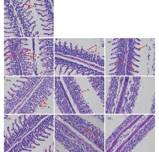 鰓霉病和蟲鰓哪個更嚴重,水產養殖中的鰓霉病與蟲鰓霉病的“花鰓”樣病變與菌絲結構 龍魚百科 第3張 鰓霉病和蟲鰓哪個更嚴重,水產養殖中的鰓霉病與蟲鰓霉病的“花鰓”樣病變與菌絲結構 鰓霉病和蟲鰓哪個更嚴重,水產養殖中的鰓霉病與蟲鰓霉病的“花鰓”樣病變與菌絲結構 龍魚百科 第3張