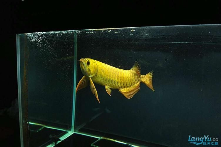 如何鑒別立達金龍魚的真偽？，“立達金龍魚養殖場鑒別指南（scleropagesformosus） 如何鑒別立達金龍魚的真偽？，“立達金龍魚養殖場鑒別指南（scleropagesformosus） 龍魚百科 第4張