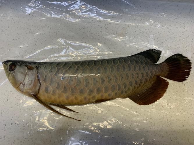 如何鑒別立達金龍魚的真偽？，“立達金龍魚養殖場鑒別指南（scleropagesformosus） 如何鑒別立達金龍魚的真偽？，“立達金龍魚養殖場鑒別指南（scleropagesformosus） 龍魚百科 第2張