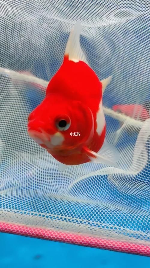 大日玉鯖的價格是多少？，大日玉鯖價格波動，白條過背金龍魚的品質如何 大日玉鯖的價格是多少？，大日玉鯖價格波動，白條過背金龍魚的品質如何 龍魚百科 第5張