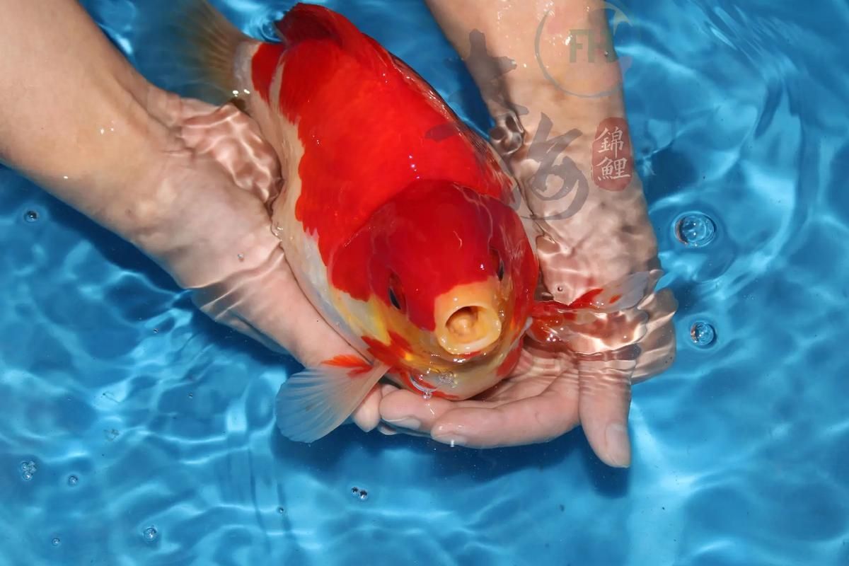 大日玉鯖的價格是多少？，大日玉鯖價格波動，白條過背金龍魚的品質如何 大日玉鯖的價格是多少？，大日玉鯖價格波動，白條過背金龍魚的品質如何 龍魚百科 第4張
