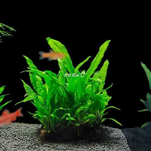 有哪些水草適合龍魚缸種植?,適合龍魚缸種植的水草種類 龍魚百科 第2張 有哪些水草適合龍魚缸種植?,適合龍魚缸種植的水草種類 有哪些水草適合龍魚缸種植?,適合龍魚缸種植的水草種類 龍魚百科 第2張