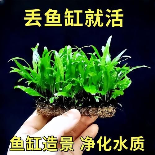 有哪些水草適合龍魚缸種植?,適合龍魚缸種植的水草種類 龍魚百科 第5張 有哪些水草適合龍魚缸種植?,適合龍魚缸種植的水草種類 有哪些水草適合龍魚缸種植?,適合龍魚缸種植的水草種類 龍魚百科 第5張