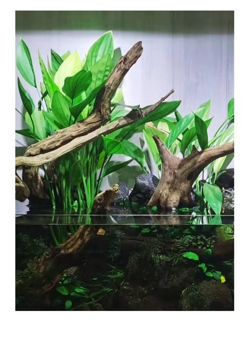有哪些水草適合龍魚缸種植?,適合龍魚缸種植的水草種類 龍魚百科 第3張 有哪些水草適合龍魚缸種植?,適合龍魚缸種植的水草種類 有哪些水草適合龍魚缸種植?,適合龍魚缸種植的水草種類 龍魚百科 第3張