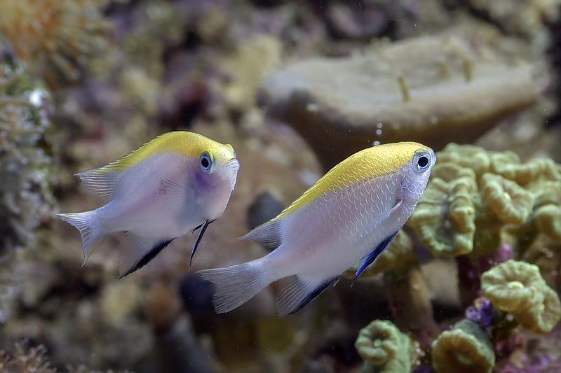 龍魚白霉病會自愈嗎，龍魚白霉病會自愈嗎， 龍魚白霉病會自愈嗎，龍魚白霉病會自愈嗎， 龍魚百科 第2張