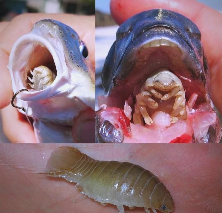 有哪些天然方法驅除魚虱，arxiv論文助手（1000字和配圖）有哪些天然方法驅除魚虱