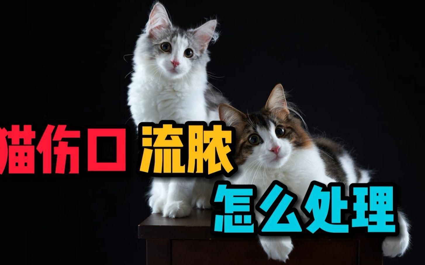 如何判斷貓咪傷口是否感染，如何判斷貓咪傷口感染