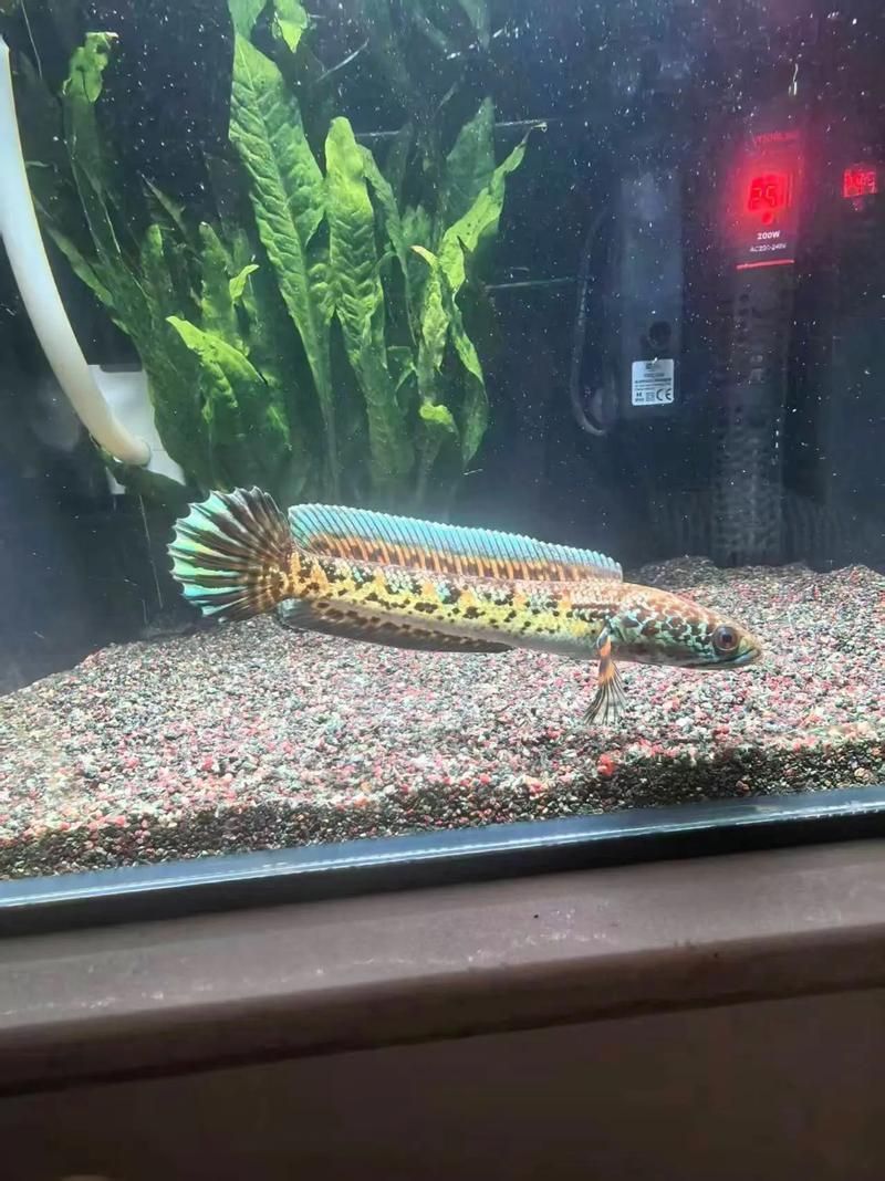 如何判斷雷龍魚是否適應新環境，南美慈鯛科大型觀賞魚（astronotusocellatus）