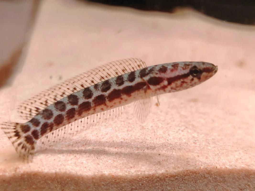 如何聯(lián)系祥龍魚(yú)場(chǎng)咨詢眼睛蛇雷龍魚(yú)的價(jià)格?,黃金眼鏡蛇雷龍魚(yú)場(chǎng)咨詢眼睛蛇雷龍魚(yú)價(jià)格1000字和配圖 龍魚(yú)百科 第6張 如何聯(lián)系祥龍魚(yú)場(chǎng)咨詢眼睛蛇雷龍魚(yú)的價(jià)格?,黃金眼鏡蛇雷龍魚(yú)場(chǎng)咨詢眼睛蛇雷龍魚(yú)價(jià)格1000字和配圖 如何聯(lián)系祥龍魚(yú)場(chǎng)咨詢眼睛蛇雷龍魚(yú)的價(jià)格?,黃金眼鏡蛇雷龍魚(yú)場(chǎng)咨詢眼睛蛇雷龍魚(yú)價(jià)格1000字和配圖 龍魚(yú)百科 第6張