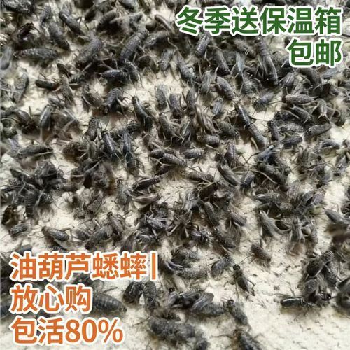 有哪些適合龍魚的活餌飼料？，如何選擇適合龍魚的活餌飼料 有哪些適合龍魚的活餌飼料？，如何選擇適合龍魚的活餌飼料 龍魚百科 第18張