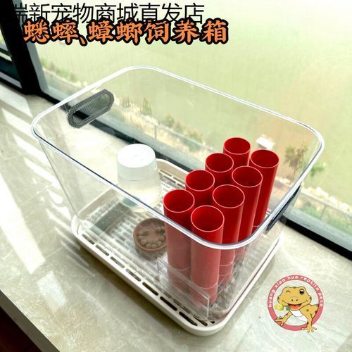 有哪些適合龍魚的活餌飼料？，如何選擇適合龍魚的活餌飼料 有哪些適合龍魚的活餌飼料？，如何選擇適合龍魚的活餌飼料 龍魚百科 第21張