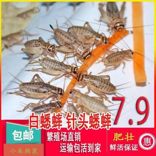 有哪些適合龍魚的活餌飼料？，如何選擇適合龍魚的活餌飼料 有哪些適合龍魚的活餌飼料？，如何選擇適合龍魚的活餌飼料 龍魚百科 第16張