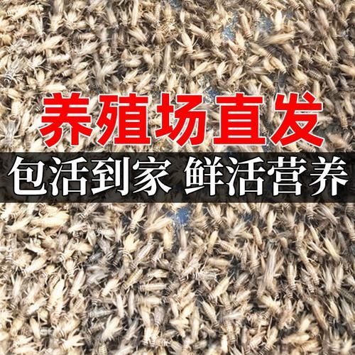 有哪些適合龍魚的活餌飼料？，如何選擇適合龍魚的活餌飼料 有哪些適合龍魚的活餌飼料？，如何選擇適合龍魚的活餌飼料 龍魚百科 第17張