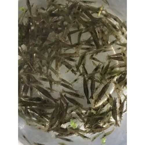 有哪些適合龍魚的活餌飼料？，如何選擇適合龍魚的活餌飼料 有哪些適合龍魚的活餌飼料？，如何選擇適合龍魚的活餌飼料 龍魚百科 第14張