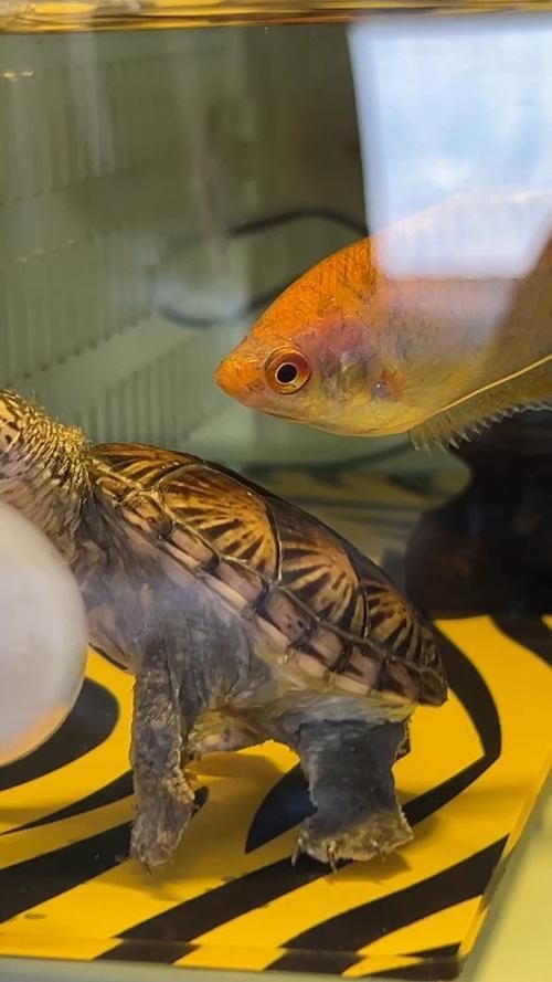 能否提供一張魚和烏龜?shù)膱D片，探索海洋與陸地的和諧共存