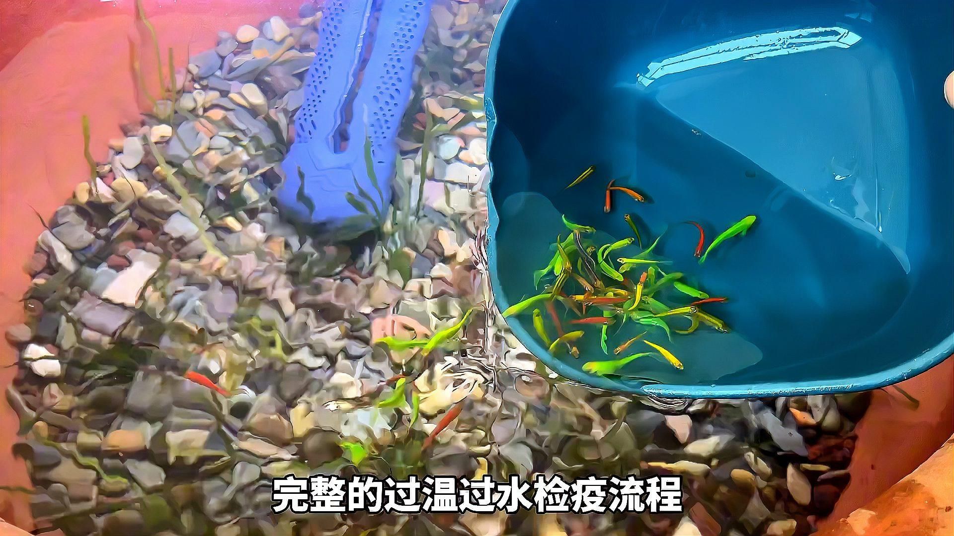 如何判斷魚是否適應新環境，新買的魚怎么入缸 如何判斷魚是否適應新環境，新買的魚怎么入缸 龍魚百科 第2張