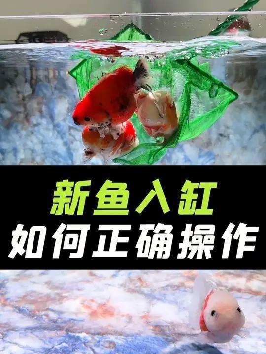 如何判斷魚是否適應新環境，新買的魚怎么入缸 如何判斷魚是否適應新環境，新買的魚怎么入缸 龍魚百科 第1張