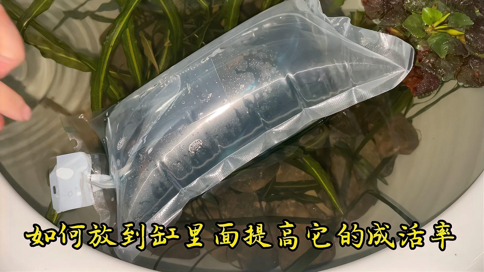 如何判斷魚是否適應新環境，新買的魚怎么入缸 如何判斷魚是否適應新環境，新買的魚怎么入缸 龍魚百科 第3張