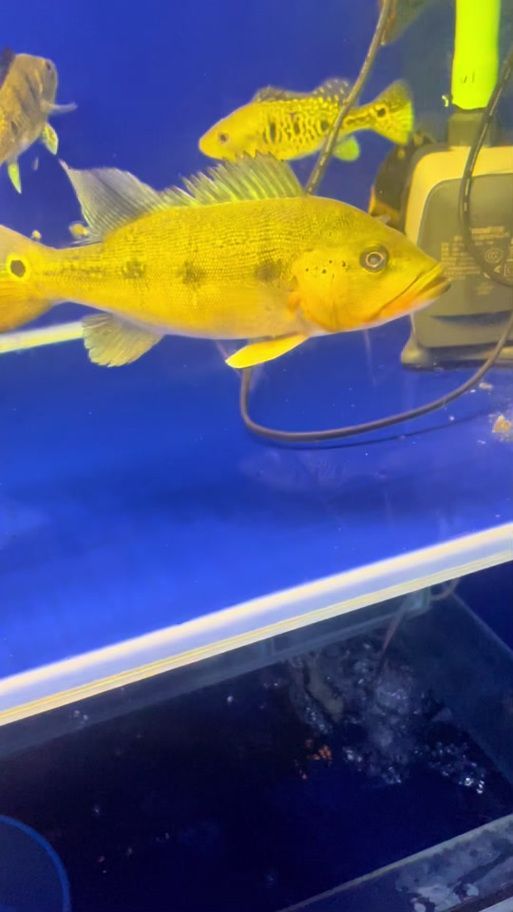 給我一些龍魚黑鱗的圖片示例，龍魚背部出現黑色斑點，可能影響其健康和生存，了解一下 給我一些龍魚黑鱗的圖片示例，龍魚背部出現黑色斑點，可能影響其健康和生存，了解一下 龍魚百科 第5張